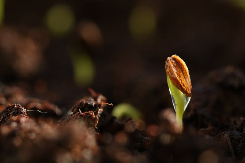 Germination Techniques