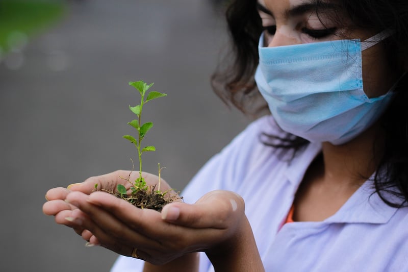 Seedling Plant
